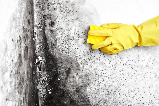 Best Mold Testing  in Norwood, OK