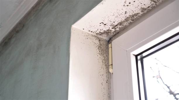 Best Mold Removal Near Me  in Norwood, OK