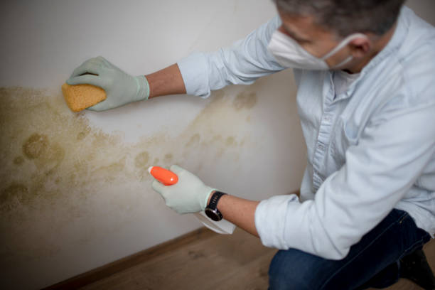 Best Office Mold Removal Services  in Norwood, OK