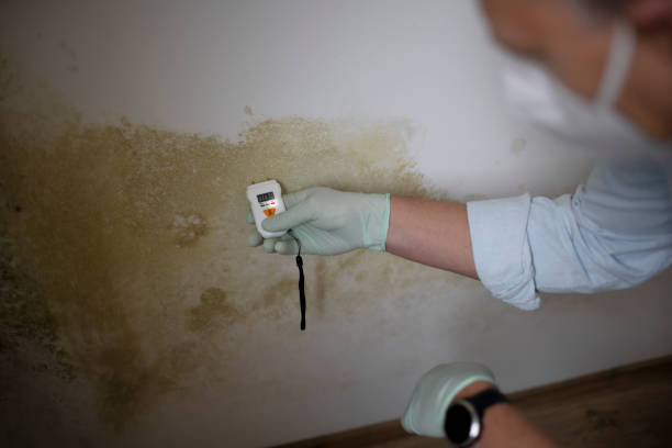 Best Mold Cleaning Services  in Norwood, OK