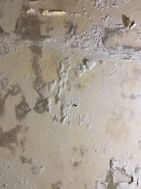 Best Mold Removal Company Near Me  in Norwood, OK