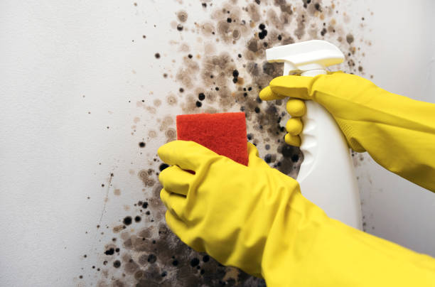 Best Commercial Mold Removal  in Norwood, OK